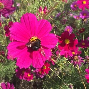 Meet your Posher, Michele